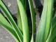 Garlic Leaf Benefits